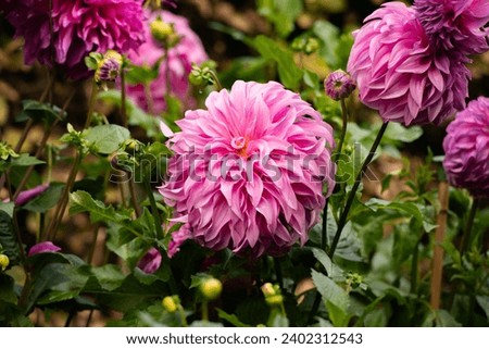 photo of pink flowers in garden