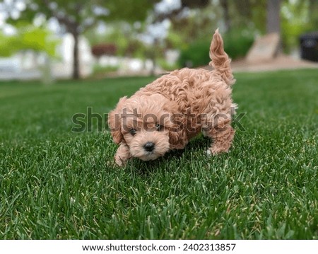 Cute Puppy Pictures of Cavapoos