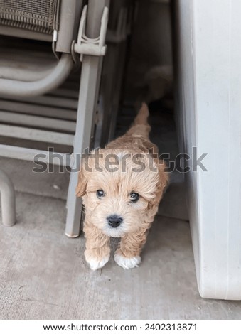 Cute Puppy Pictures of Cavapoos