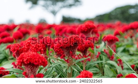 big red flower field It has the appearance of spiral flowers overlapping each other. and clustered together The shapes vary. Blooming in a garden Contrasting with the transparent skyline,