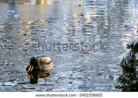 A Mallard duck swims through icy winter waters at a park pond.