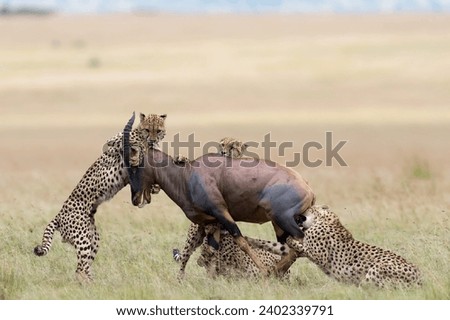 A pack of hungry aggressive cheetahs attacked a wildebeest for food