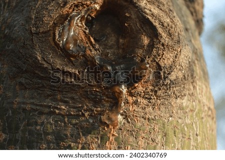 selective focus, background view of cut tree trunk on trunk of kurrajong tree, scientific name Brachychiton rupestris.
