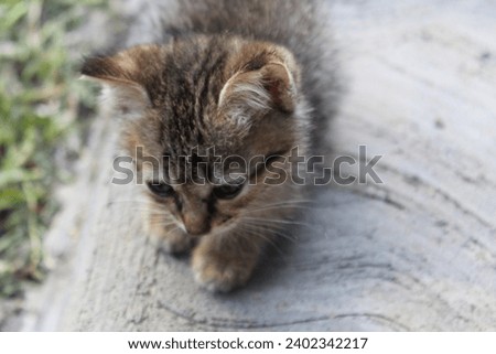 Cute and adorable little cat.