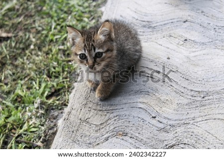 Cute and adorable little cat.