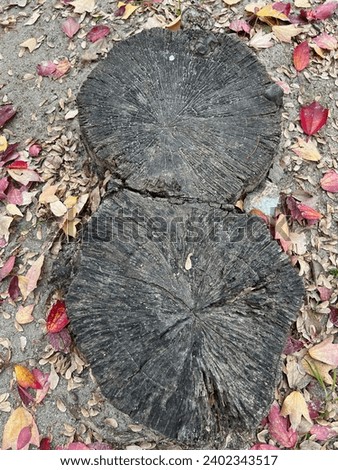 black two tree stumps cut bottom trunk trees twin together on dry soil texture ground floor background with dried petals and dead fallen leaves in vertical top lay view symbol as eight number or head