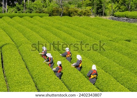 Scenery of the tea plantation in Obuchi Sasaba, Fuji City, Shizuoka Prefecture.
Translation text: "Tea of Oobuchi". Royalty-Free Stock Photo #2402343807