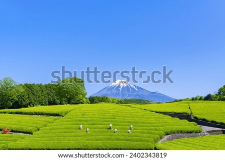 Scenery of the tea plantation in Obuchi Sasaba, Fuji City, Shizuoka Prefecture.
Translation text: "Tea of Oobuchi". Royalty-Free Stock Photo #2402343819