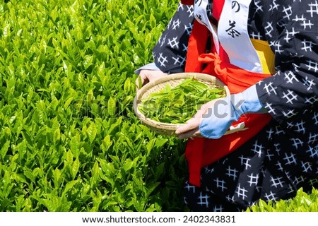 Scenery of the tea plantation in Obuchi Sasaba, Fuji City, Shizuoka Prefecture.
Translation text: "Tea of Oobuchi". Royalty-Free Stock Photo #2402343831