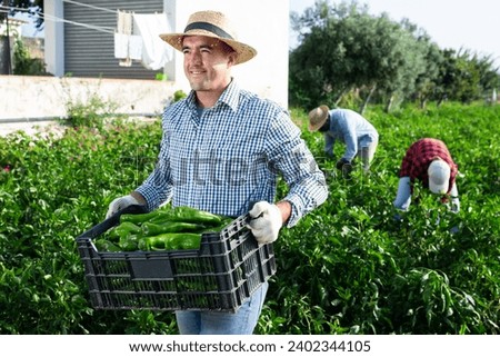 Portrait of satisfied horticulturist engaged in growing of organic vegetables, holding plastic box with harvested green peppers on plantation Royalty-Free Stock Photo #2402344105