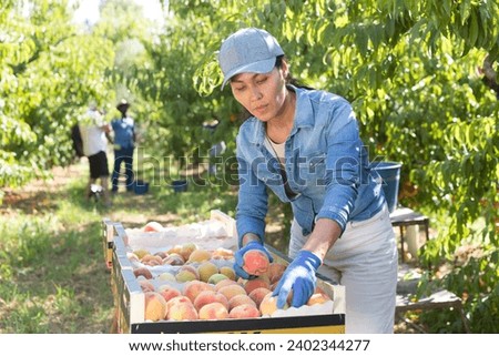 Focused asian female farmer working in orchard on summer day during peaches harvest, arranging freshly picked ripe fruits in boxes Royalty-Free Stock Photo #2402344277