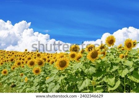Vast sunflower field in Furano City, Hokkaido
