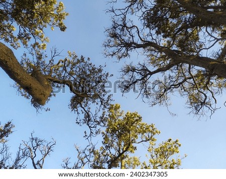 dry trees and branches on blue sky background