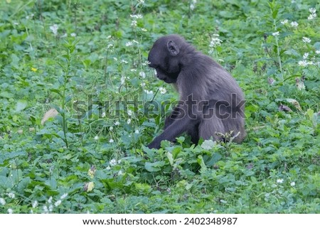 Gelada baboon baby grazing in the grass.