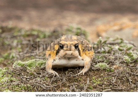 Frontal shot of a cute Bushveld rain frog, also known as the common rain frog (Breviceps adspersus) Royalty-Free Stock Photo #2402351287