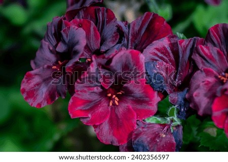 Stunning oxblood color geranium flowers