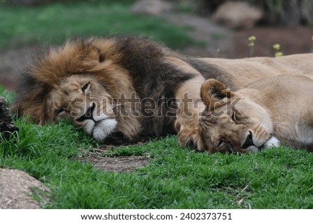 Lions sleeping in Werribee open range zoo Victoria Australia  Royalty-Free Stock Photo #2402373751