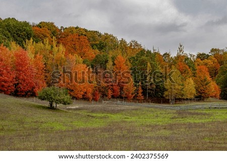 sullen overcast maple trees with fence and pasture land
