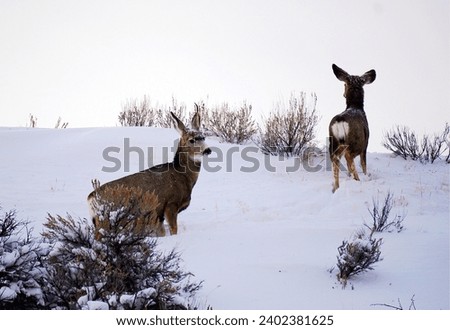 Deers in Winter in Yellowstone National Park, Wyoming and Montana. Northwest. White tailed deers. Yellowstone is a winter wonderland, to watch the wildlife and natural landscape.