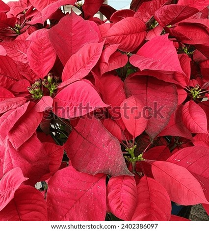 Picture of poinsettia christmas. nature background