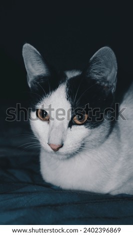 White cat with black spots and yellow eyes looking forward 