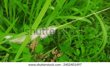 A picture of cogon grass or imperata cylindrical 