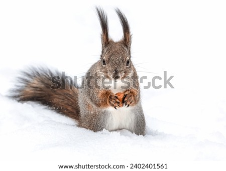 red squirrel sitting in deep snow with nut in paws. closeup view.