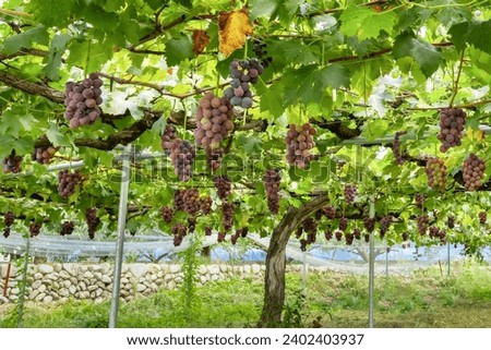 Grape farm's Kyoho grape cultivation shelf Royalty-Free Stock Photo #2402403937