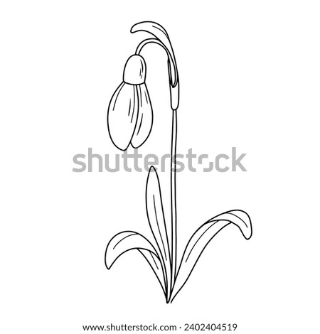 January birth month flower snowdrop line art vector illustration. Hand drawn black ink sketch isolated on white. Outline floral doodle