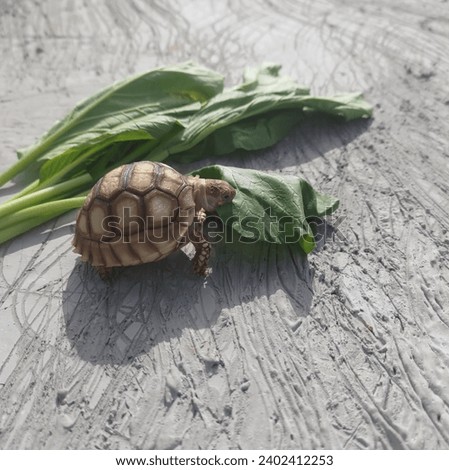 A baby sulcata tortoise is basking in the sun while eating vegetables