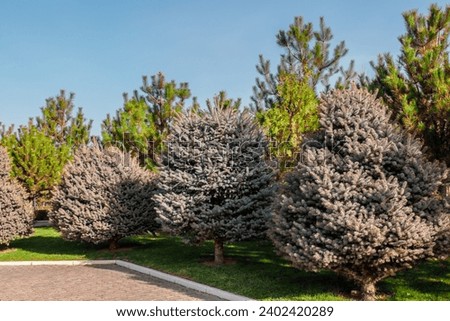 Green fresh blue spruce and pine trees near the path in the park