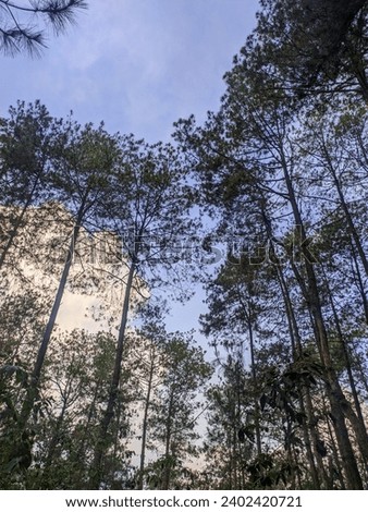 photo of the atmosphere in a pine forest far from residential areas