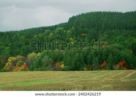 summer landscape.  dense forest on a sunny day. Beautiful spruce and pine forests.An earthen road. with a blue sky. Green trees. natural background.Creative image. postcard.