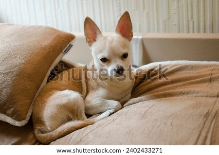 Small dog on the bed, small size chihuahua lies on the sofa