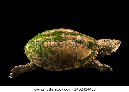 Sonoyta mud turtle and black background  Royalty-Free Stock Photo #2402434453