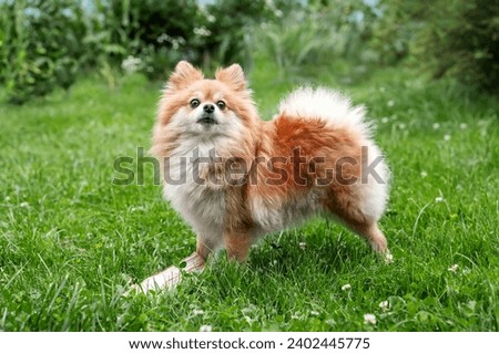 Young Red Puppy Pomeranian Spitz Puppy Dog Play Outdoor In Summer Grass. Pomeranian Spitz At Summer Sunny Day. Summer Season Royalty-Free Stock Photo #2402445775