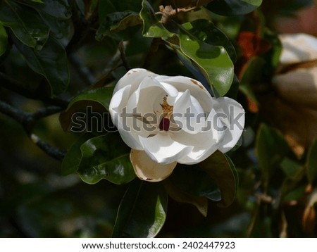 Southern magnolia branch with white flower - Latin name - Magnolia grandiflora