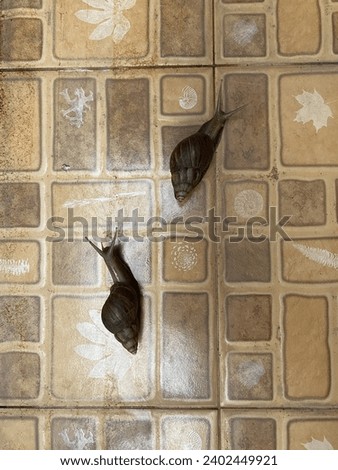 Two snails are competing against each other,Class Gastropoda. Royalty-Free Stock Photo #2402449921