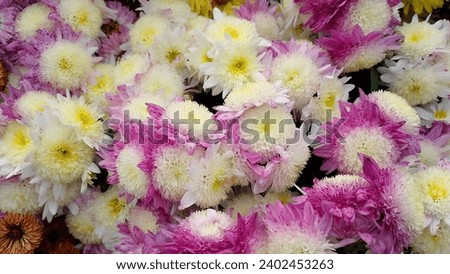Picture are taken with closeup of flowers to explore their beauty.