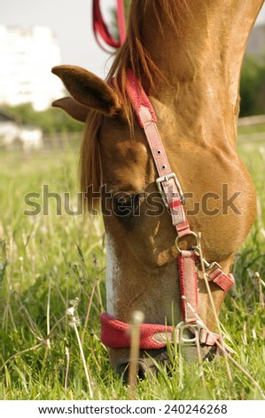 The beautiful red horse eats a green juicy grass in the summer/The beautiful red horse eats a grass
