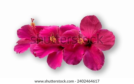 large bright pink hibiscus flowers on a white background