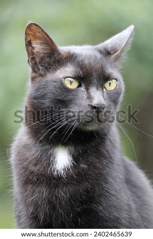 Close up portrait of a cute black cat