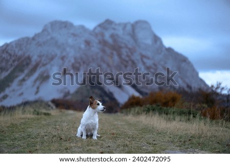 A poised Jack Russell Terrier dog stands guard on a mountain trail, with the majesty of autumn's colors and a rugged mountain backdrop enhancing its vigilant stance