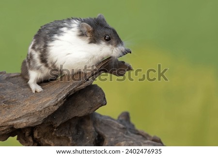 A Campbell panda hamster is hunting for termites in a rotting tree trunk. This rodent mammal has the scientific name Phodopus campbelli.
