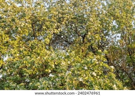 Branches of a blossoming apple tree with white flowers. Spring background for publication, design, poster, calendar, post, screensaver, wallpaper, postcard, cover, website. High quality photography
