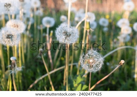 Green field with fluffy dandelions, close-up. White dandelion flowers blowballs for post, screensaver, wallpaper, postcard, poster, banner, cover, website. High quality photography
