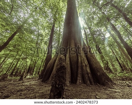 Big tree growing iun deep forest in Congaree national park in America, Usa Royalty-Free Stock Photo #2402478373