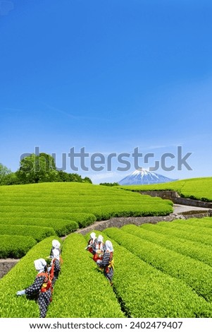 Scenery of the tea plantation in Obuchi Sasaba, Fuji City, Shizuoka Prefecture.
Translation text: "Tea of Oobuchi". Royalty-Free Stock Photo #2402479407
