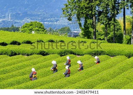 Scenery of the tea plantation in Obuchi Sasaba, Fuji City, Shizuoka Prefecture.
Translation text: "Tea of Oobuchi". Royalty-Free Stock Photo #2402479411