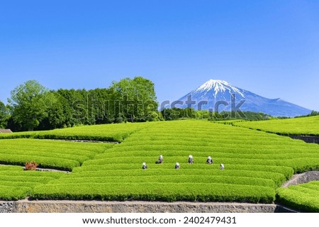 Scenery of the tea plantation in Obuchi Sasaba, Fuji City, Shizuoka Prefecture.
Translation text: "Tea of Oobuchi". Royalty-Free Stock Photo #2402479431